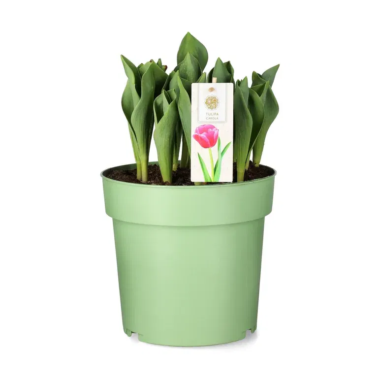 Tulipan 'Carola'