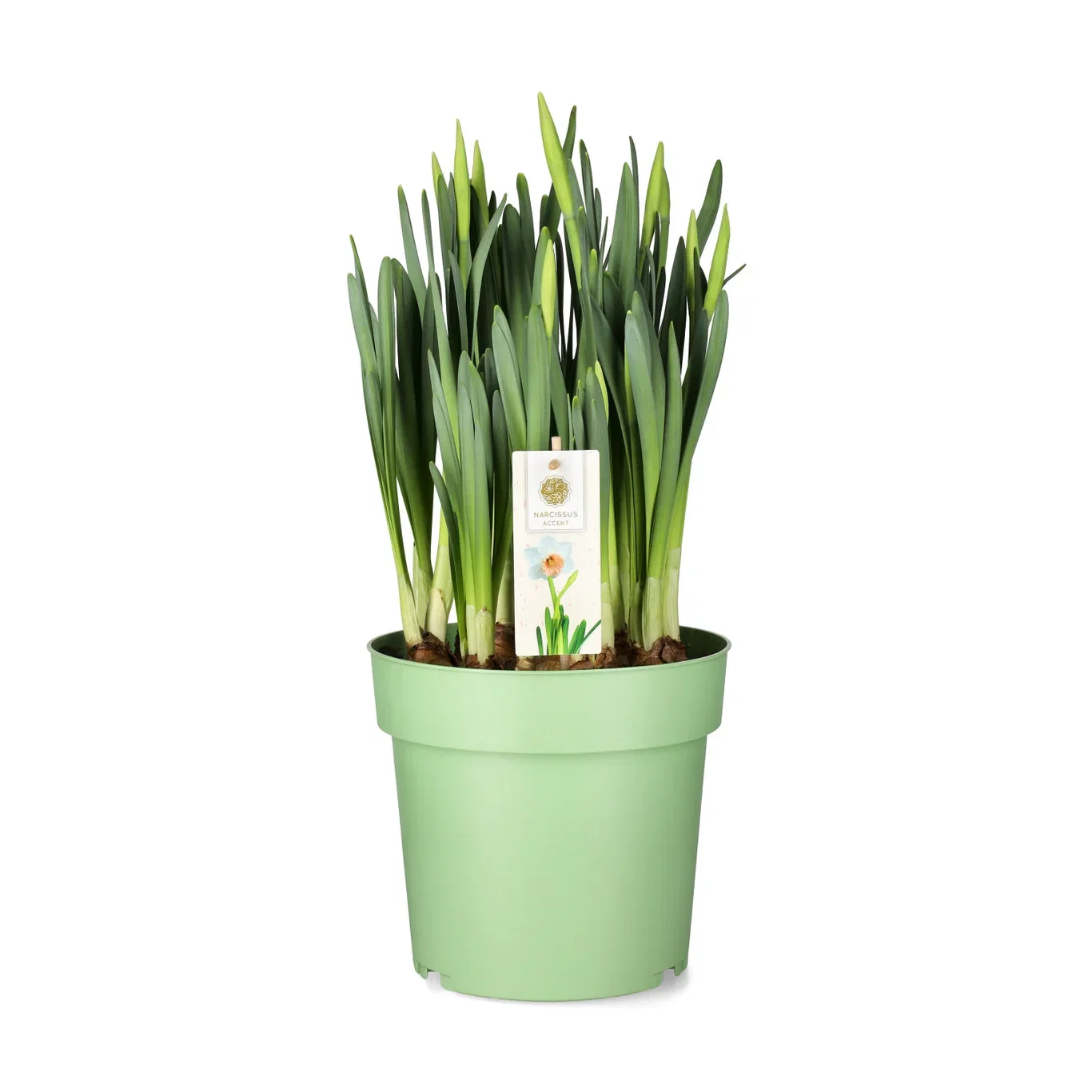 Påskelilje 'Accent'