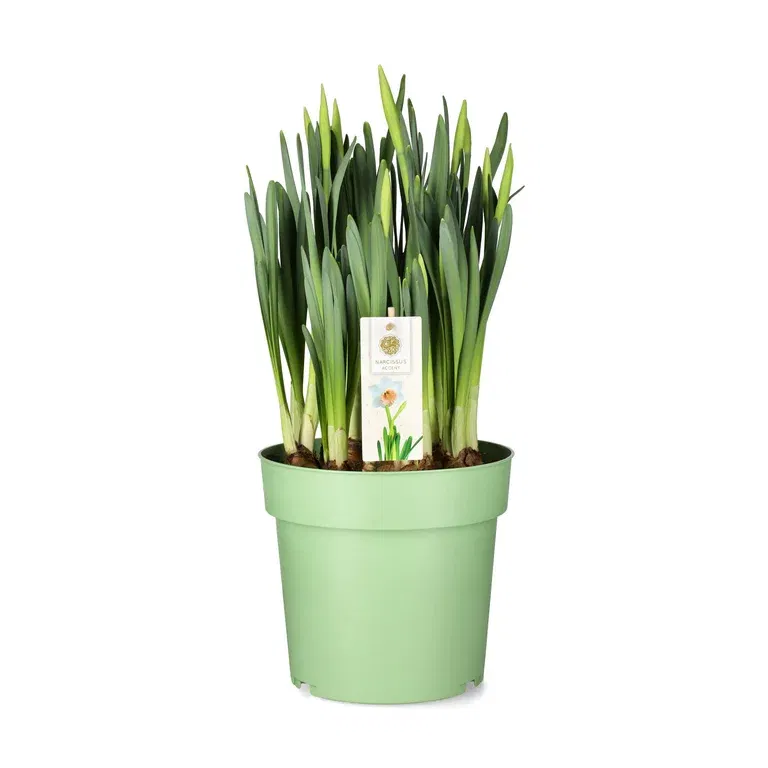 Påskelilje 'Accent'