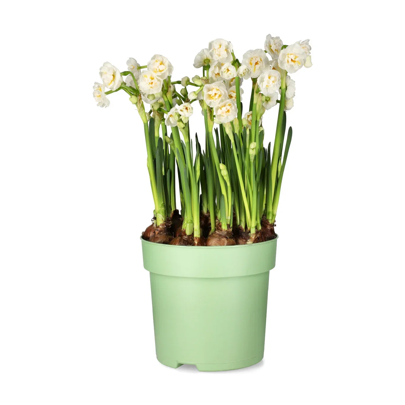 Påskelilje 'Bridal Crown'