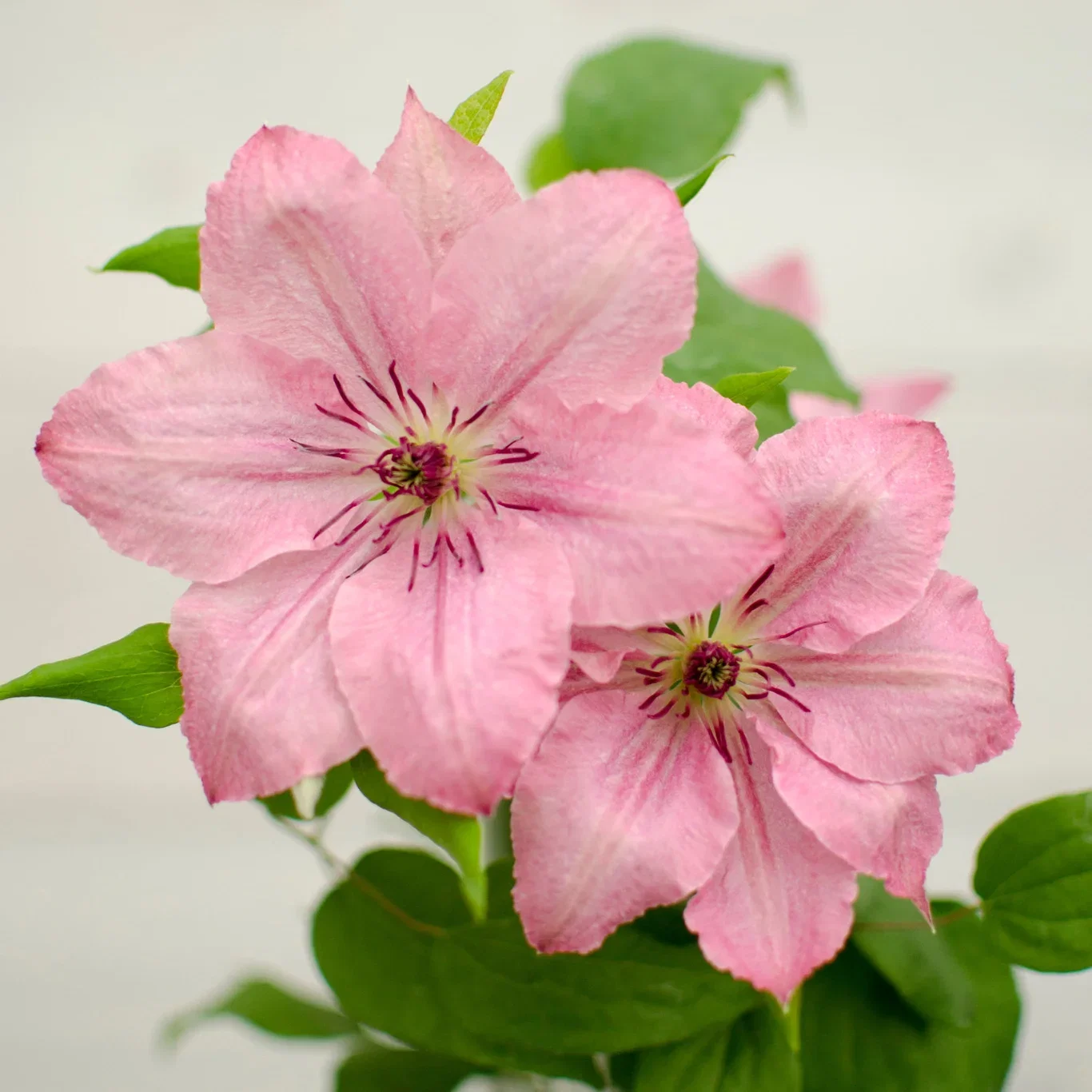 Klematis BOULEVARD® SARAH ELIZABETH™