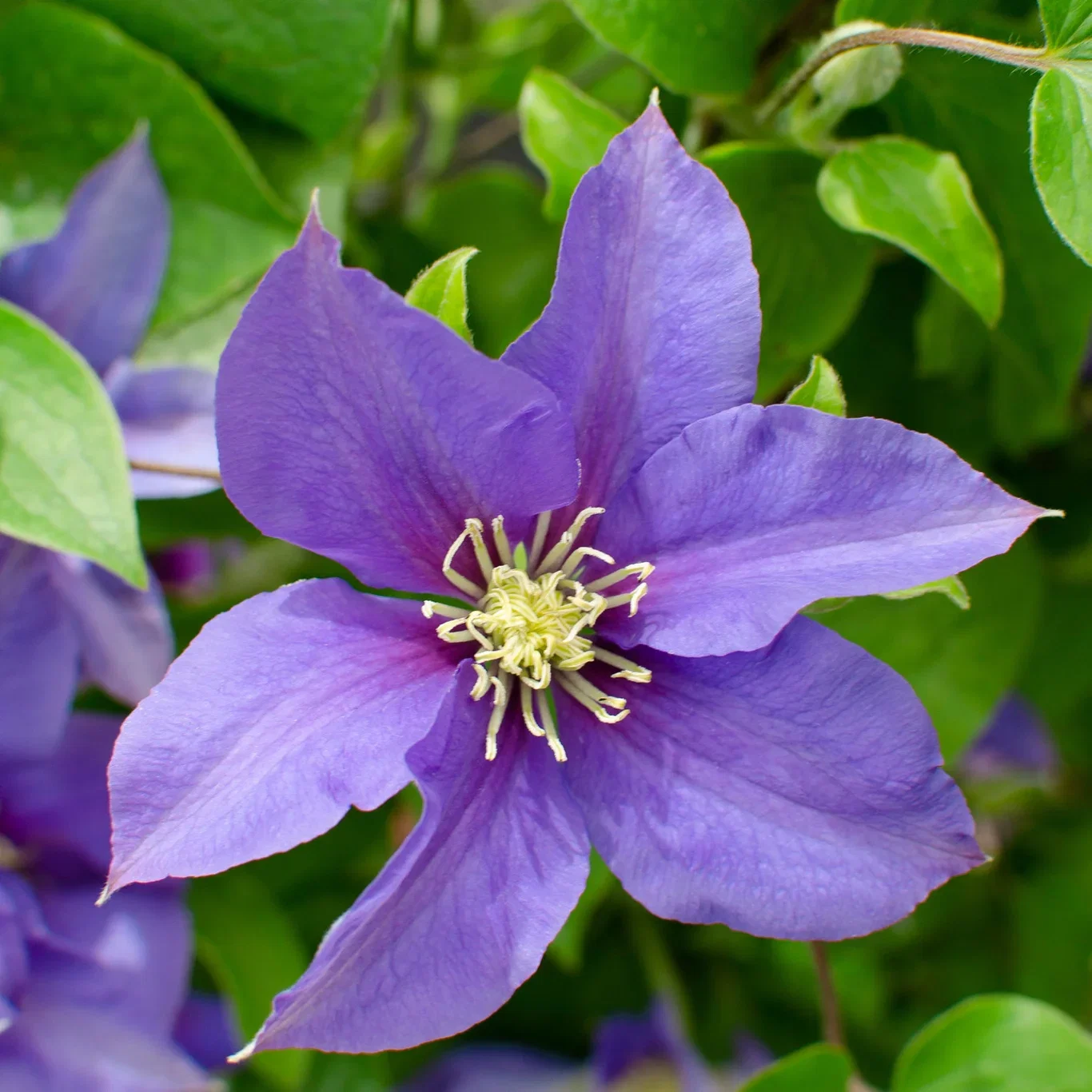 Klematis BOULEVARD® OLYMPIA™