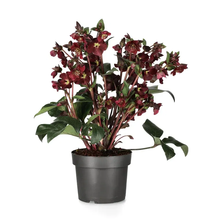 Julerose 'Star of Passion'