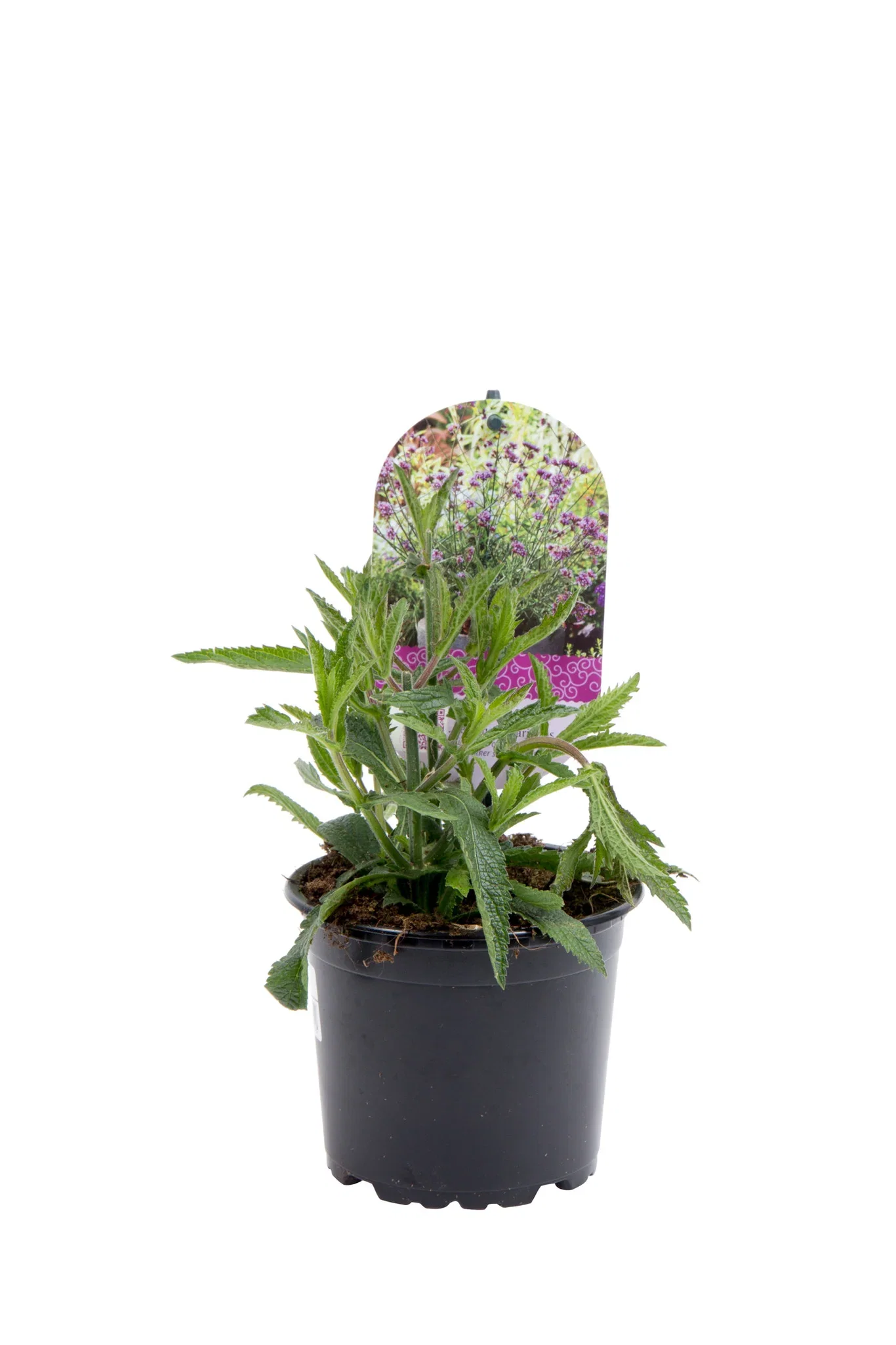 Kjempeverbena 'Lollipop'