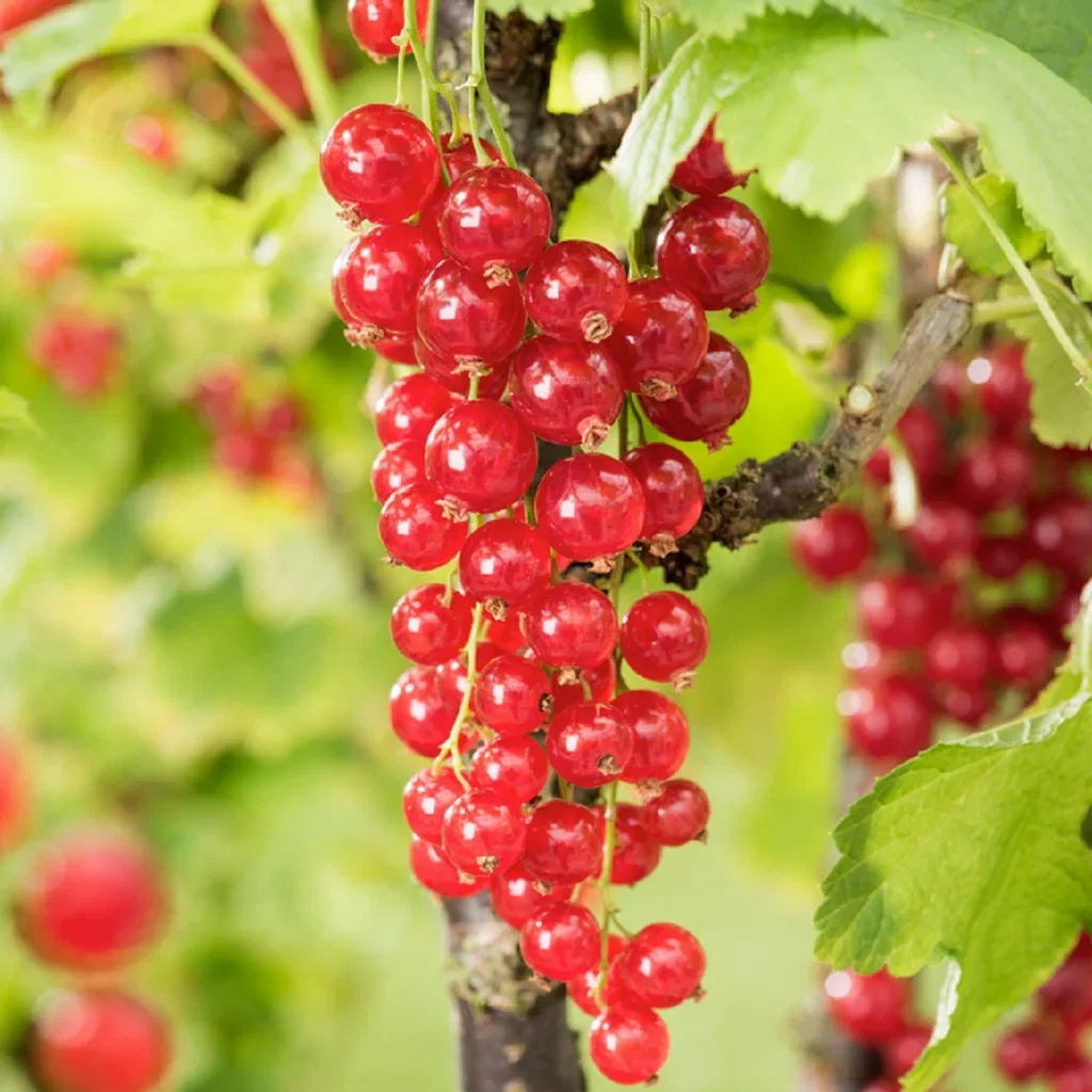 Rips 'Jonkheer van Tets'