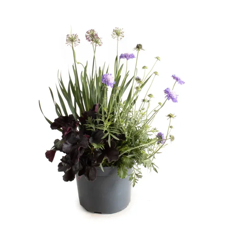 Samplanting Triple Beauty London