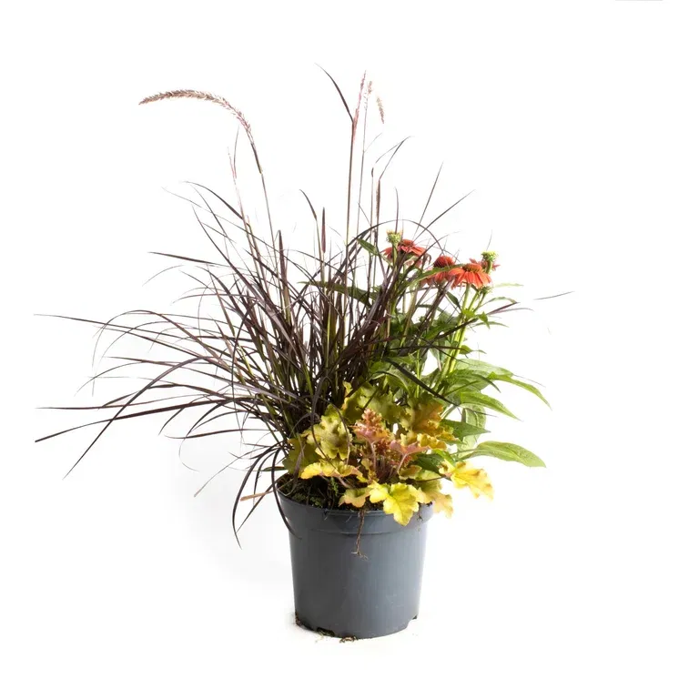 Samplanting Triple Beauty Berlin