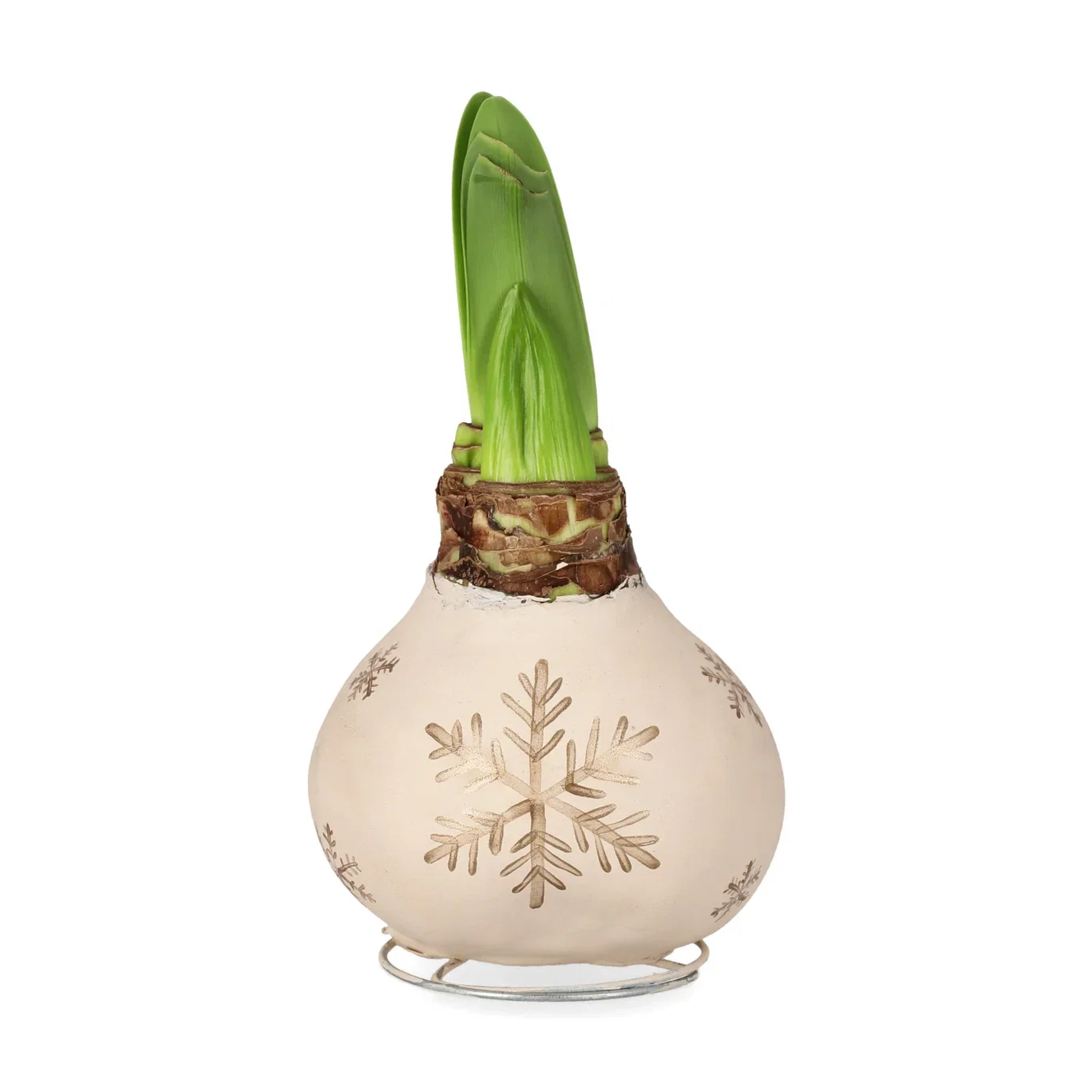 Vokset amaryllisløk XXL