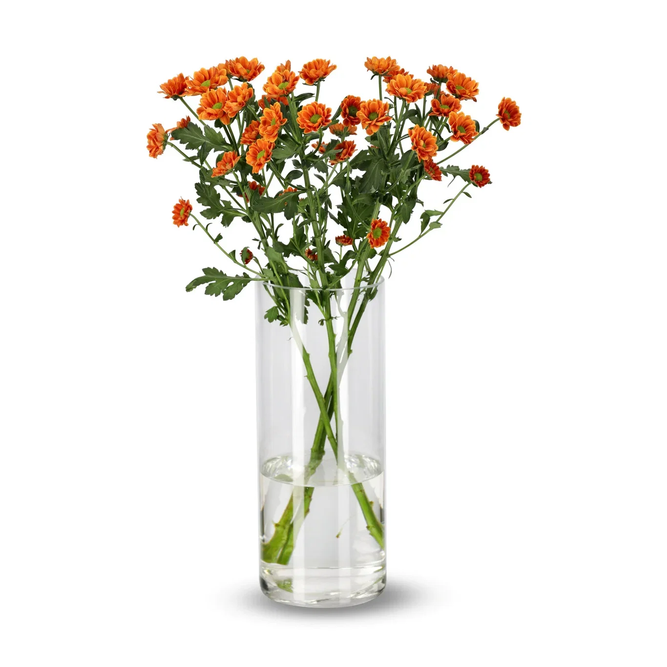 Krysantemum 4pk
