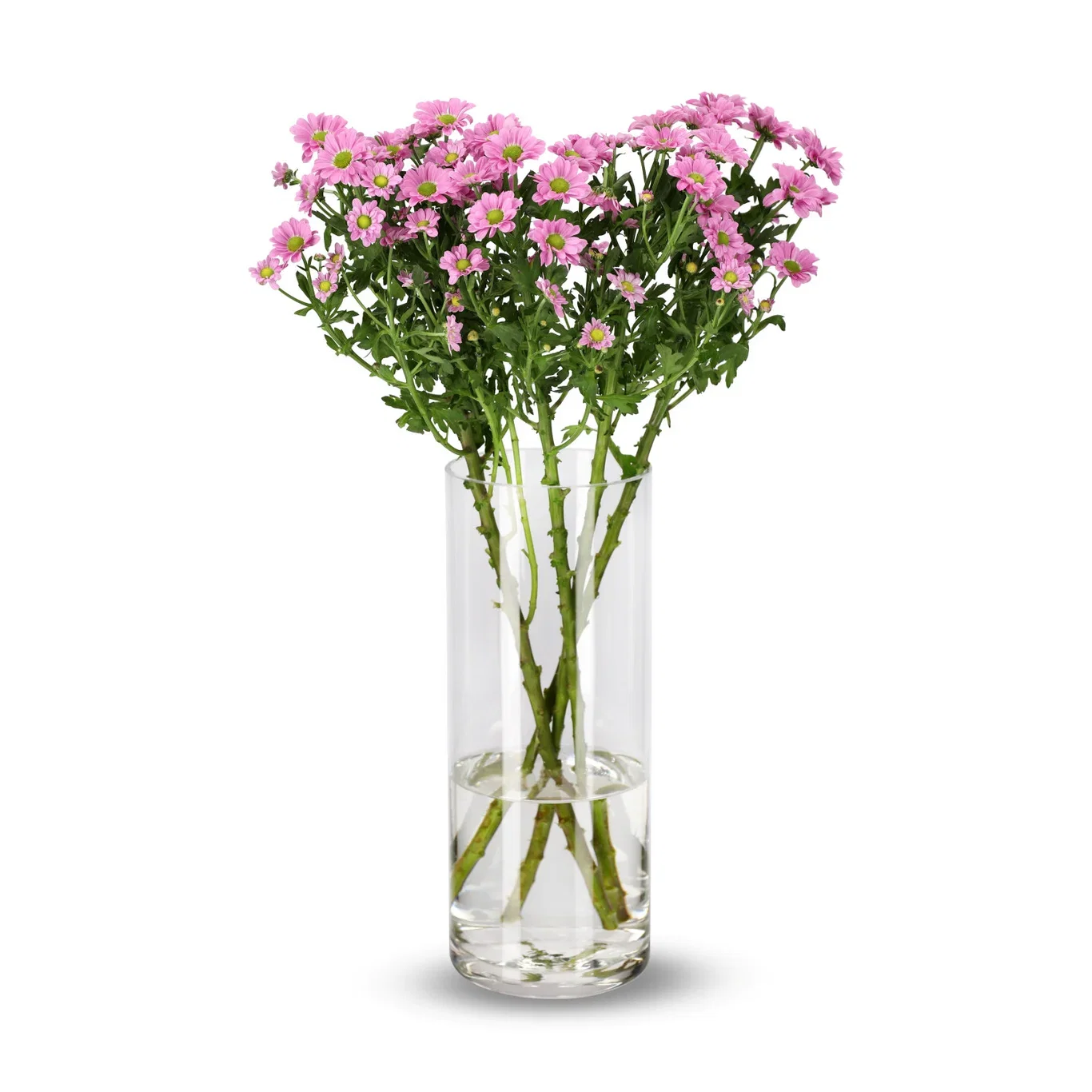 Krysantemum 4pk
