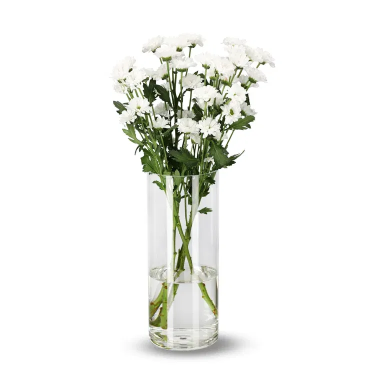Krysantemum 4pk
