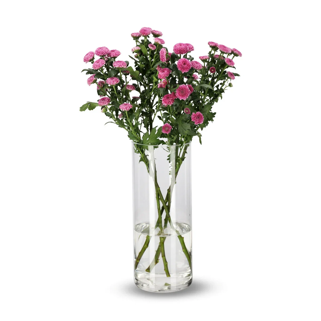 Krysantemum 4pk
