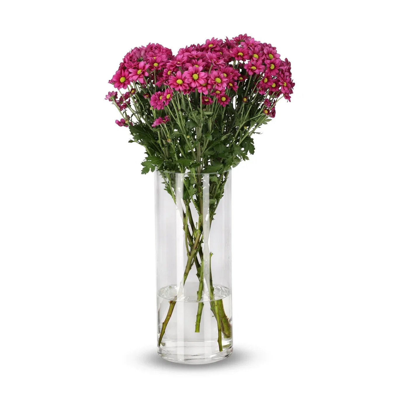 Krysantemum 4pk
