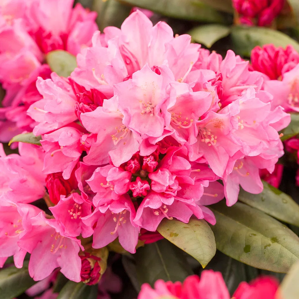 Rododendron 'Polaris'