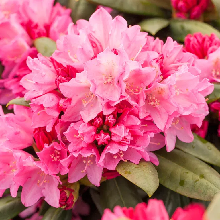 Rododendron 'Polaris'