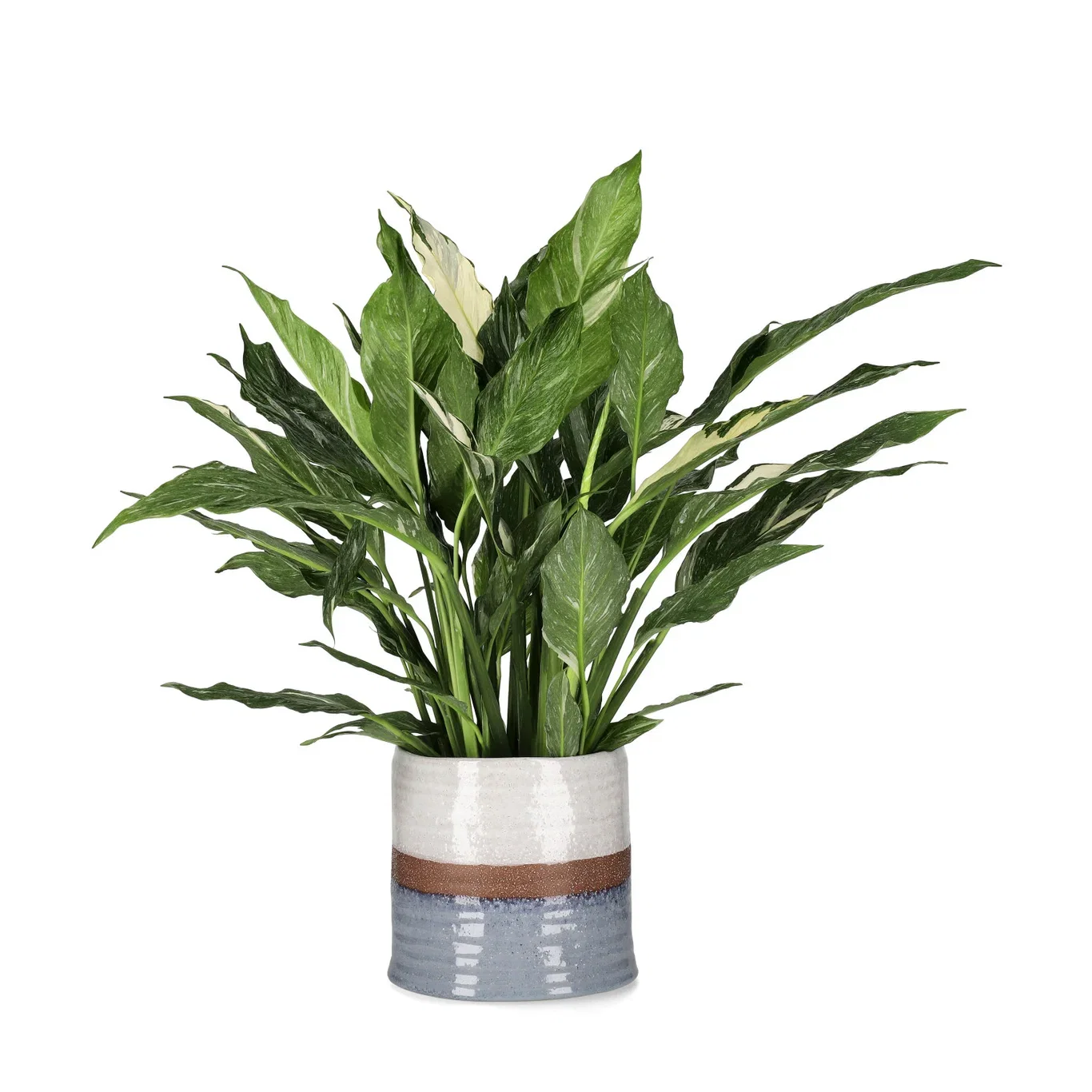 Fredslilje 'Diamond'