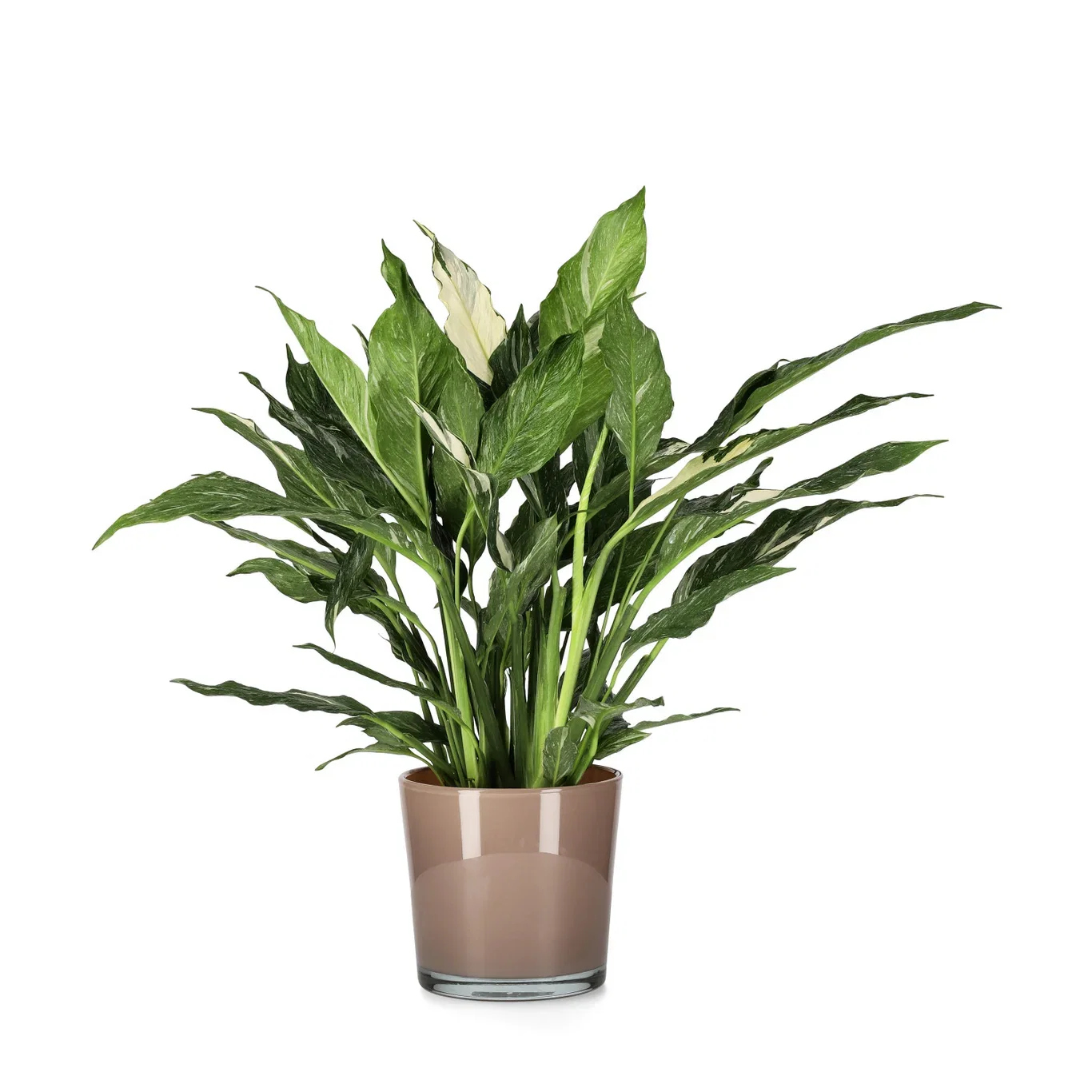 Fredslilje 'Diamond'