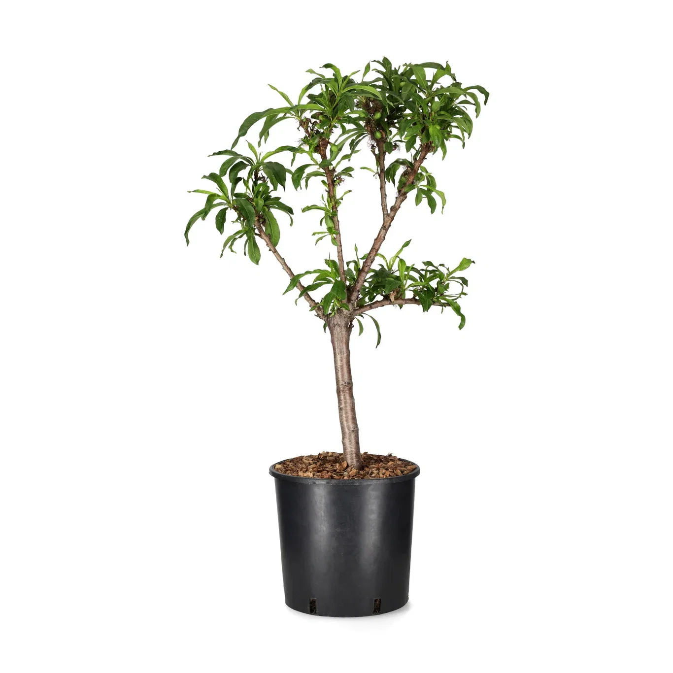 Nektarin 'Silver Prolific'