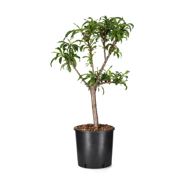 Nektarin 'Silver Prolific'