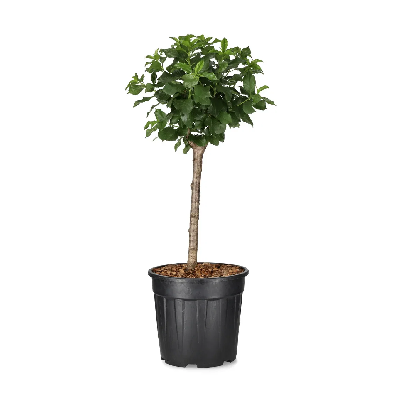 Søtkirsebær GARDEN BING®