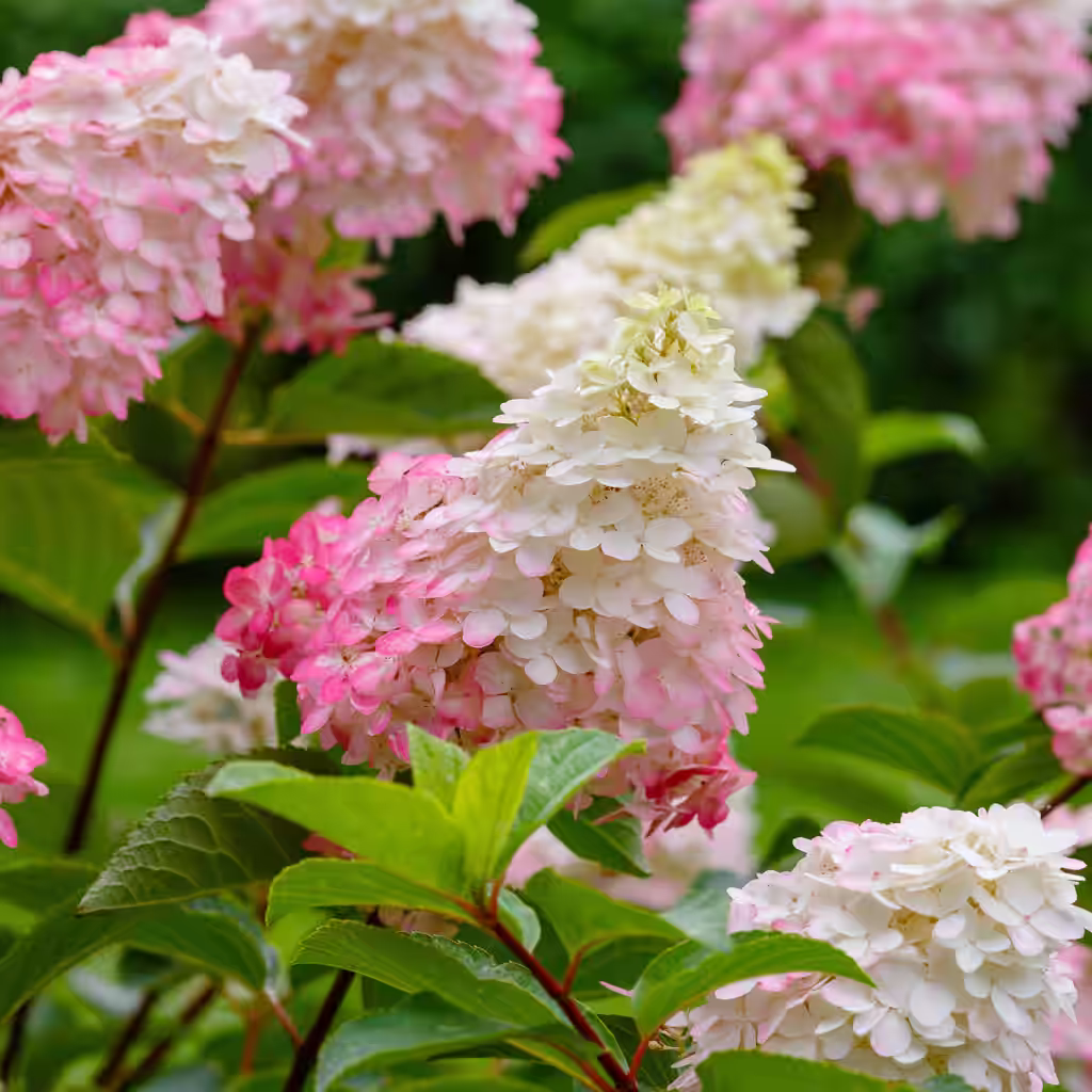Syrinhortensia - fakta og råd om stell