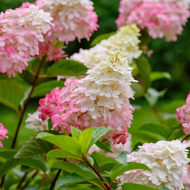 Syrinhortensia - fakta og råd om stell