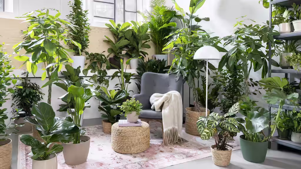 Plantasjen Asker gjenåpner