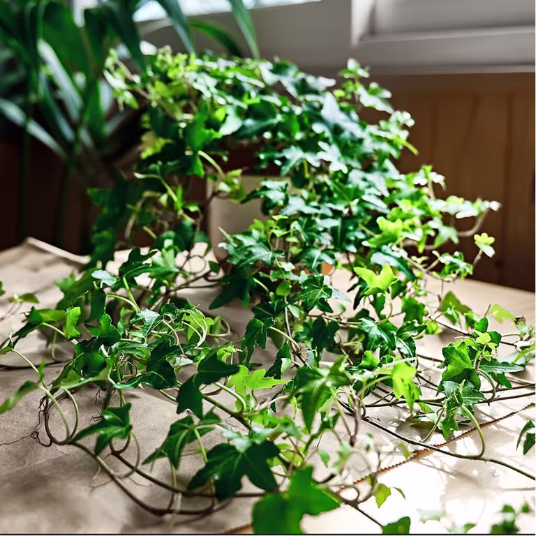 Eføy – fakta og råd om stell