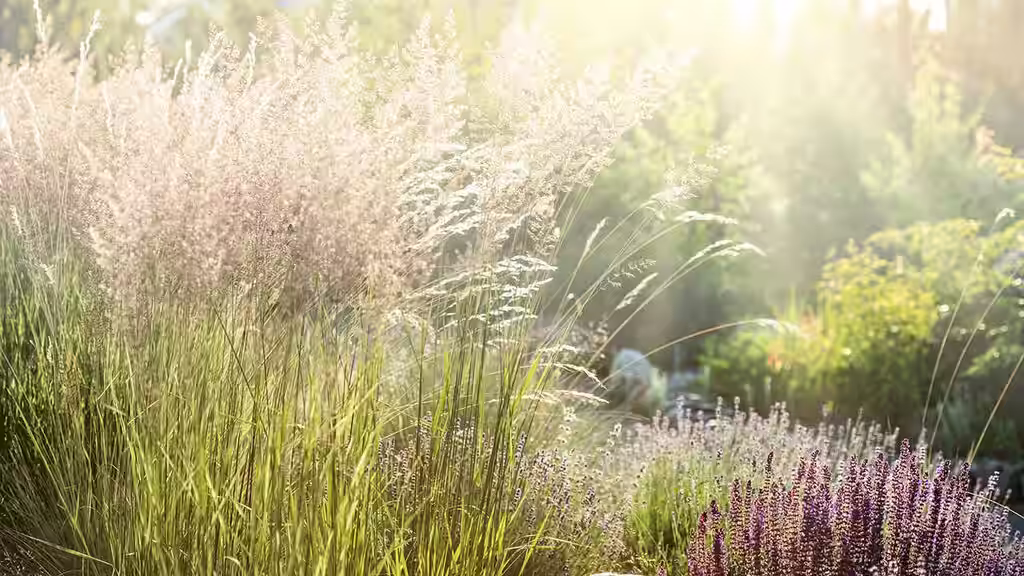 Prydgress – planting og stell