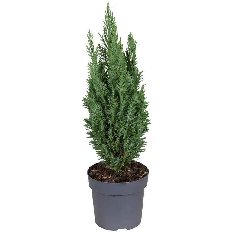 Lawsonsypress 'Ellwoodii'