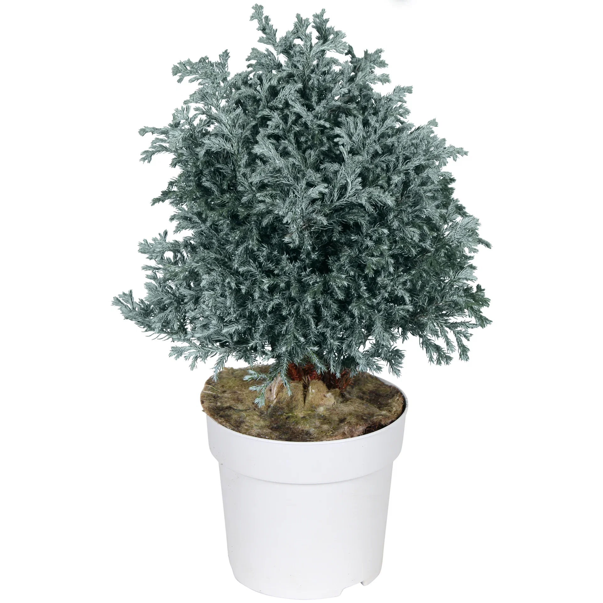 Nålesypress 'Sky Blue'