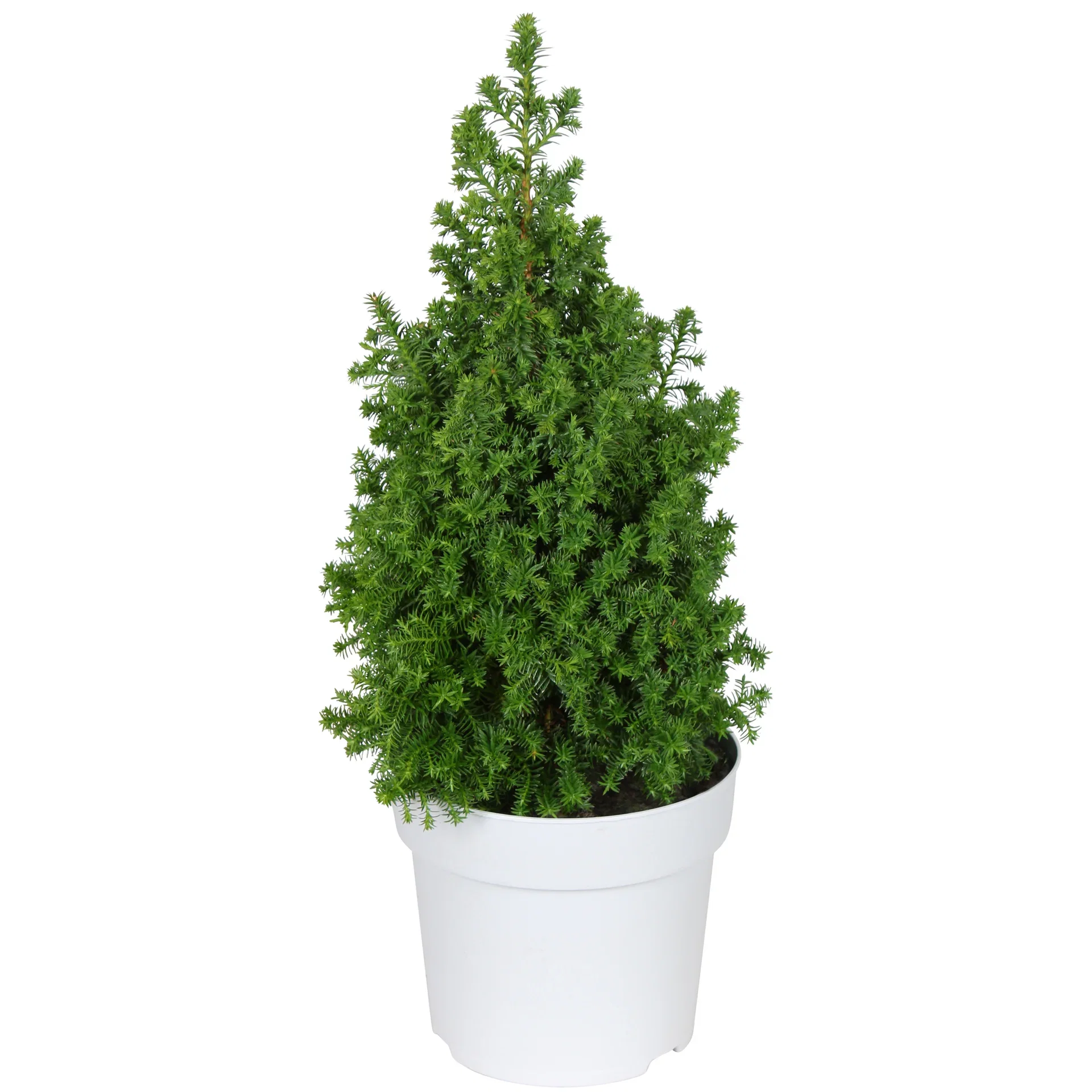 Sedersypress 'Spitsbergen'