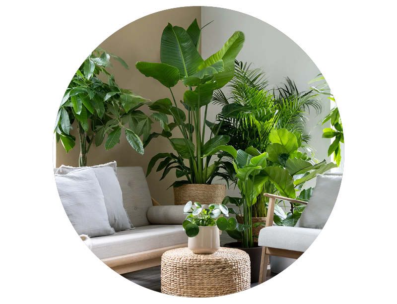 Image of Grønne planter