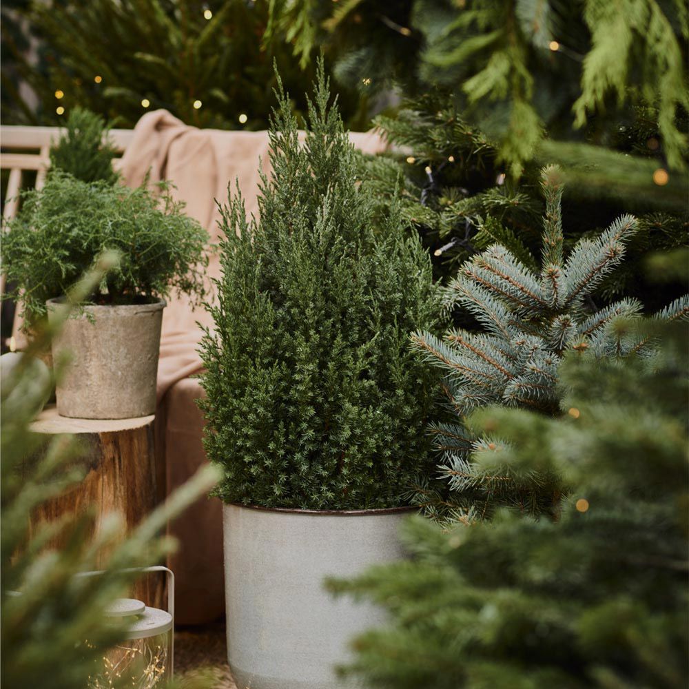 Image of Nåletrær 30 %