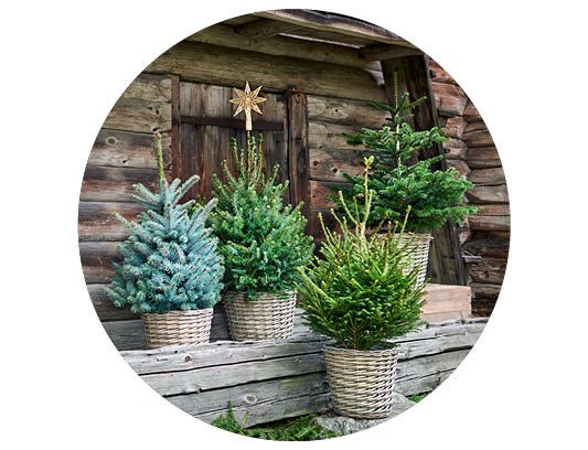 Image of Nåletrær 30%