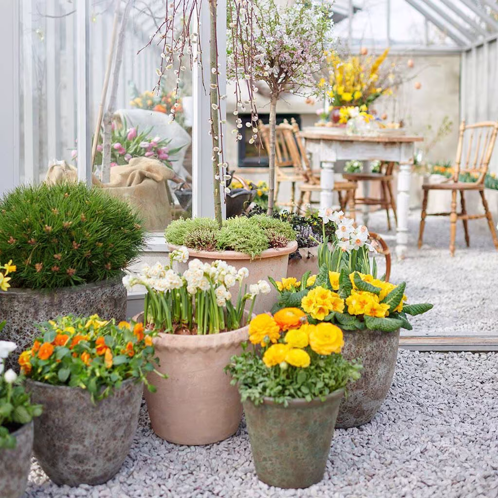 Uteplanter i potter til påske og tidlig vår