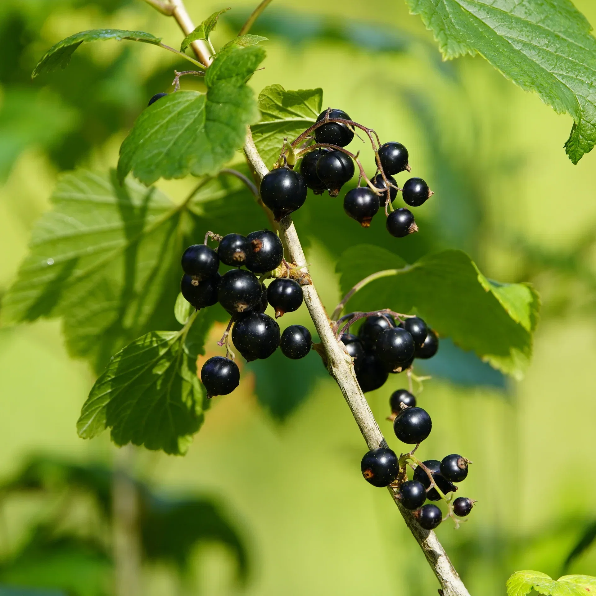 Ribes nigrum 'Black Marble'