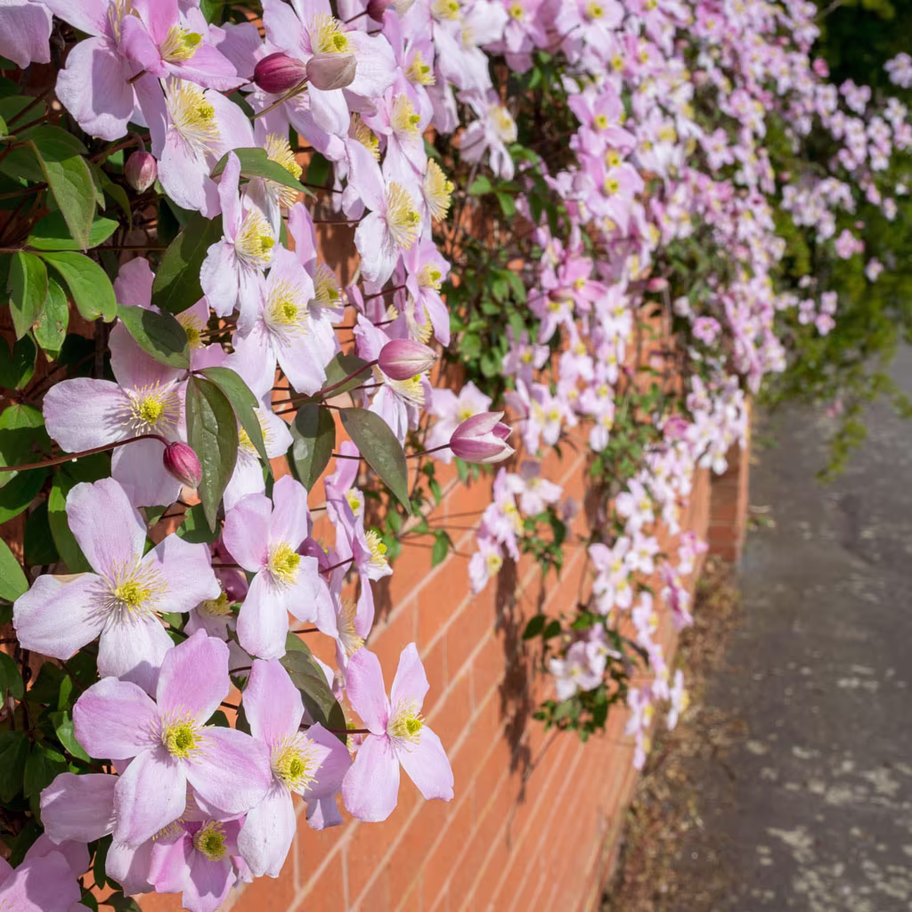 Klematis – planting og stell