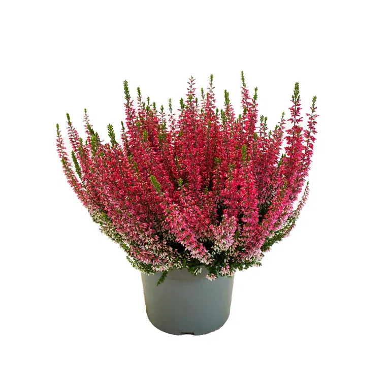 Calluna lyngplante 17 cm