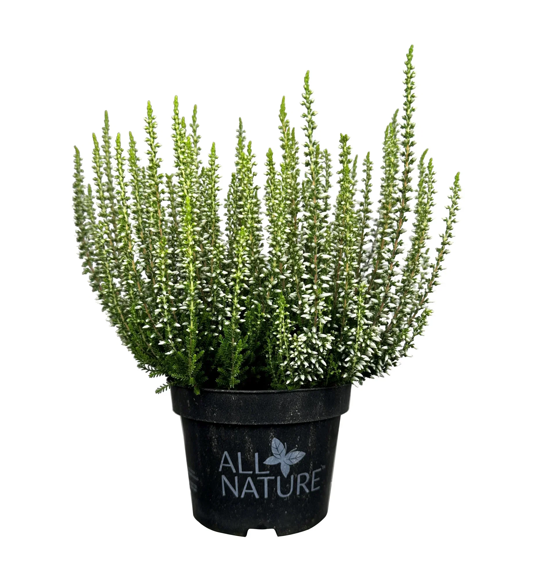 All Nature Røsslyng
